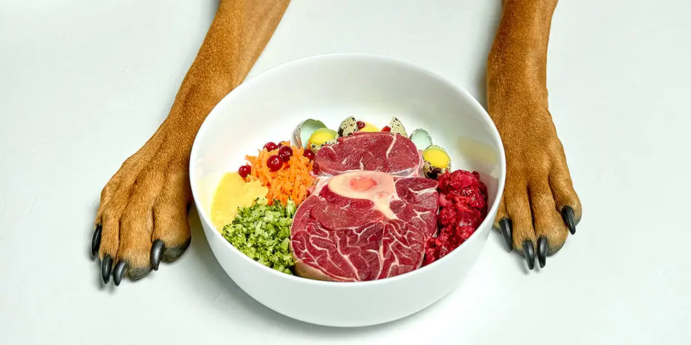 What People Food Can Dogs Eat?