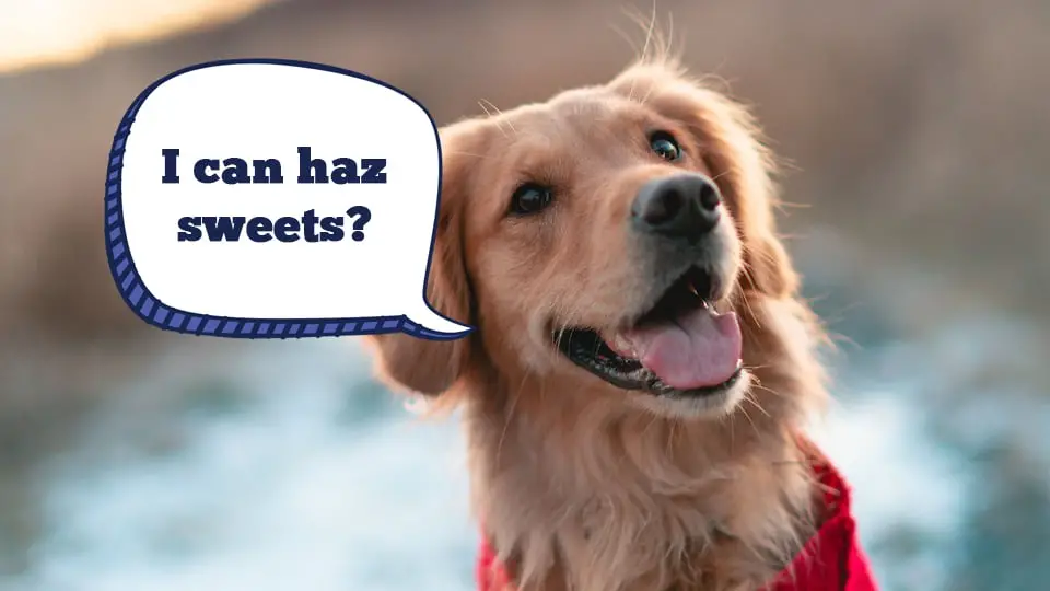 What is in Peanut Butter That is Bad for Dogs?