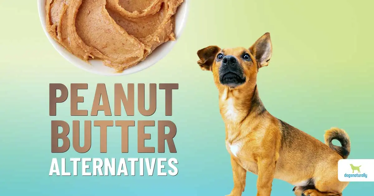 What is in Peanut Butter That is Bad for Dogs?