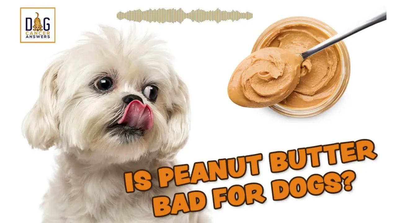 What is in Peanut Butter That is Bad for Dogs?