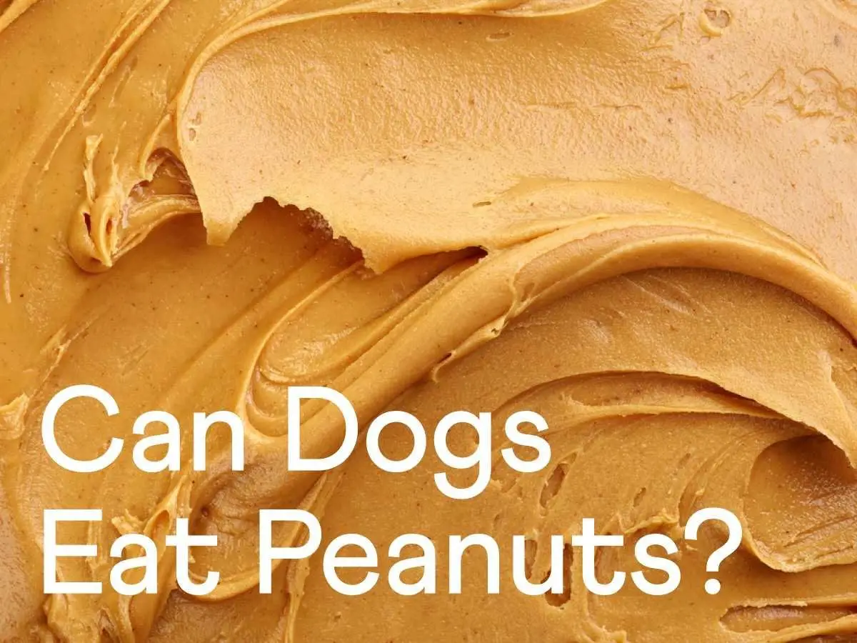 What is in Peanut Butter That is Bad for Dogs?