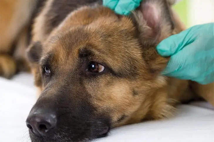 Ear Infection Medicine for Dogs Without Vet Prescription