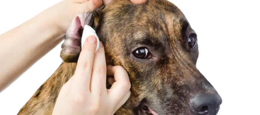 Ear Infection Medicine for Dogs Without Vet Prescription