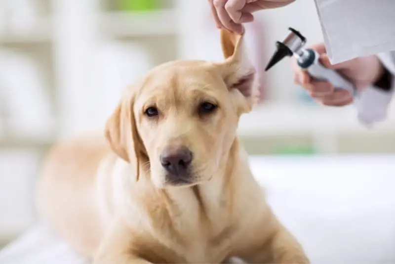 Ear Infection Medicine for Dogs Without Vet Prescription