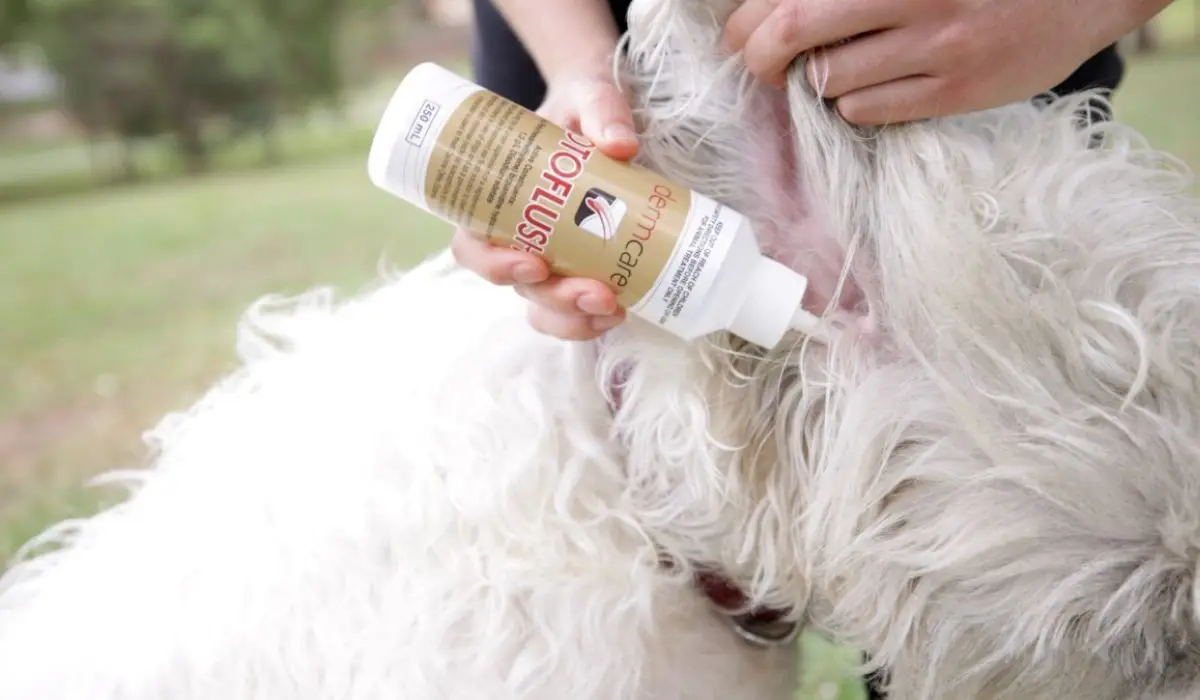 Ear Infection Medicine for Dogs Without Vet Prescription