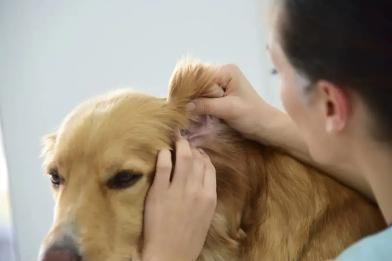 Ear Infection Medicine for Dogs Without Vet Prescription