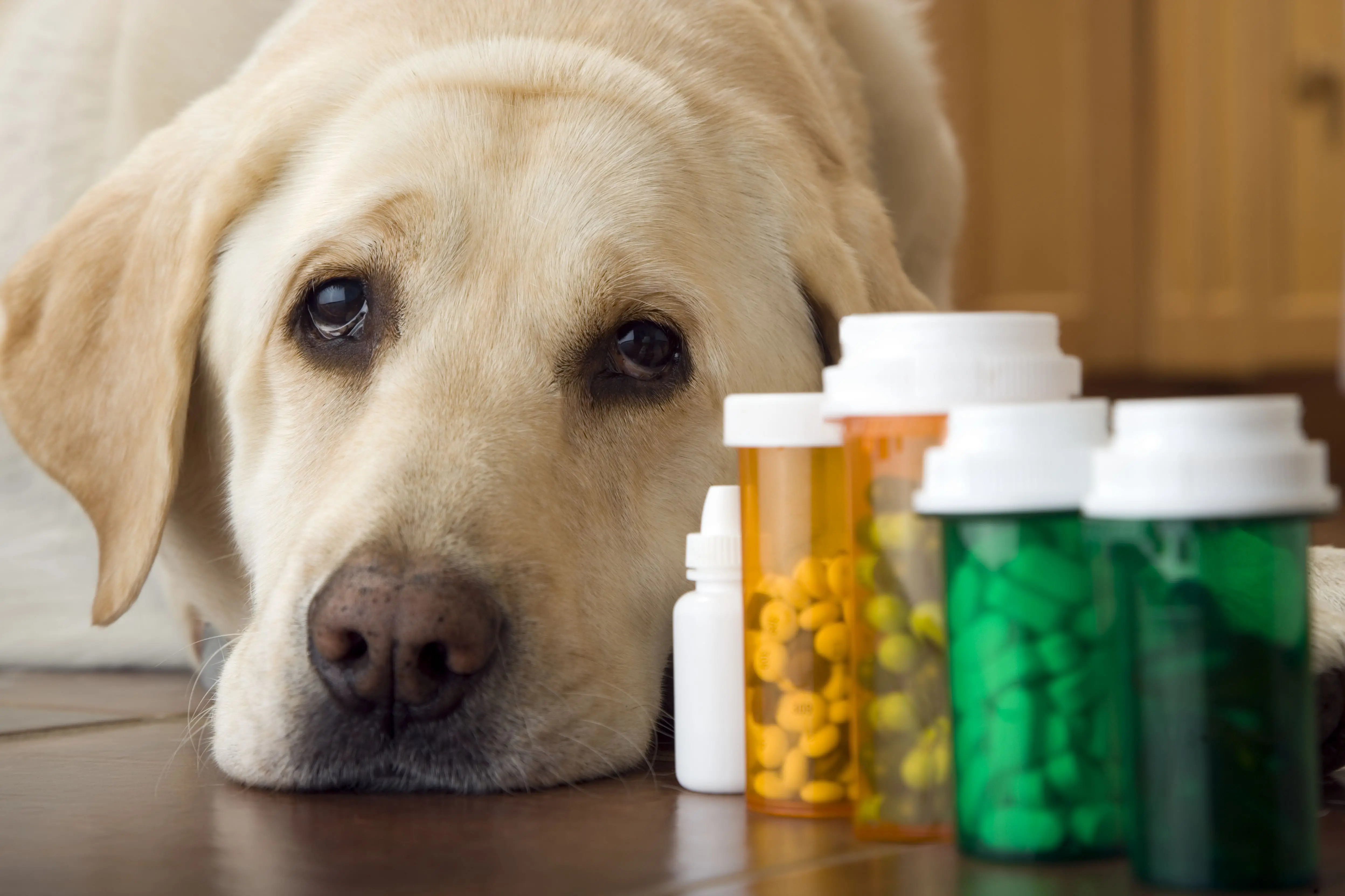 Ear Infection Medicine for Dogs Without Vet Prescription