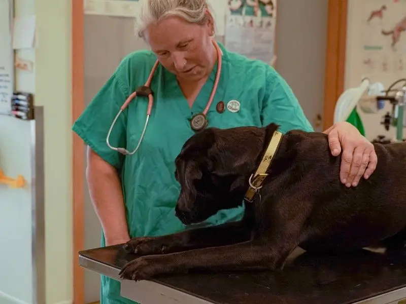 Best Flea Medicine for Dogs Without Vet Prescription