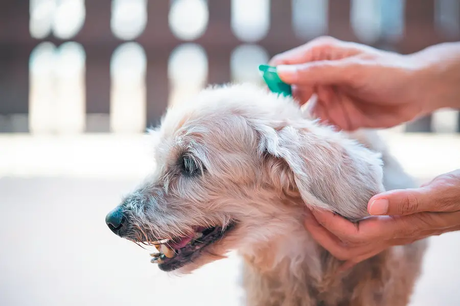 Best Flea and Tick and Heartworm Prevention for Dogs: Top Products Reviewed 2023