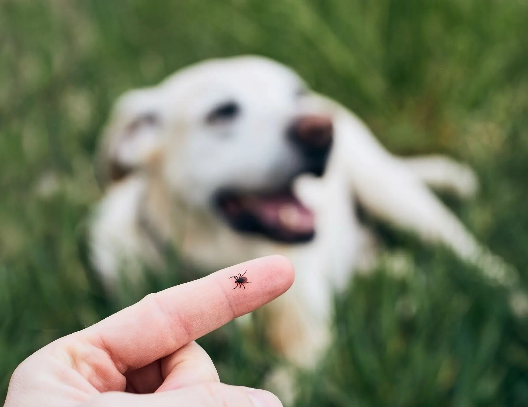 Best Flea and Tick and Heartworm Prevention for Dogs: Top Products Reviewed 2023