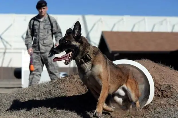 Basic Training for Dogs and Puppies A Foundation for a Harmonious Relationship