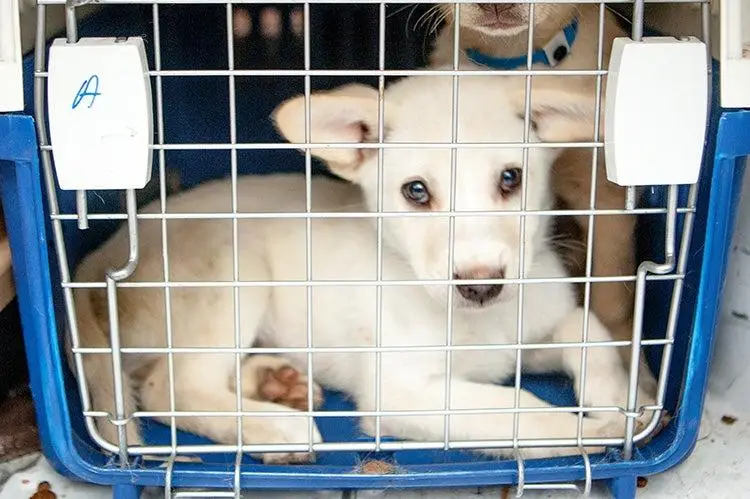 Basic Training for Dogs and Puppies A Foundation for a Harmonious Relationship