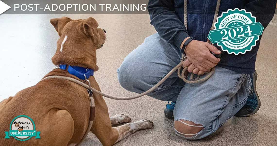 Basic Training for Dogs and Puppies A Foundation for a Harmonious Relationship