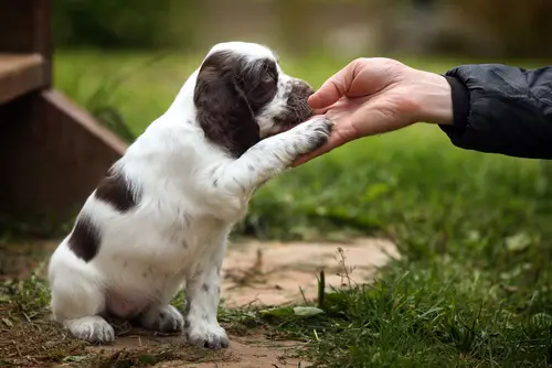 Basic Training for Dogs and Puppies A Foundation for a Harmonious Relationship