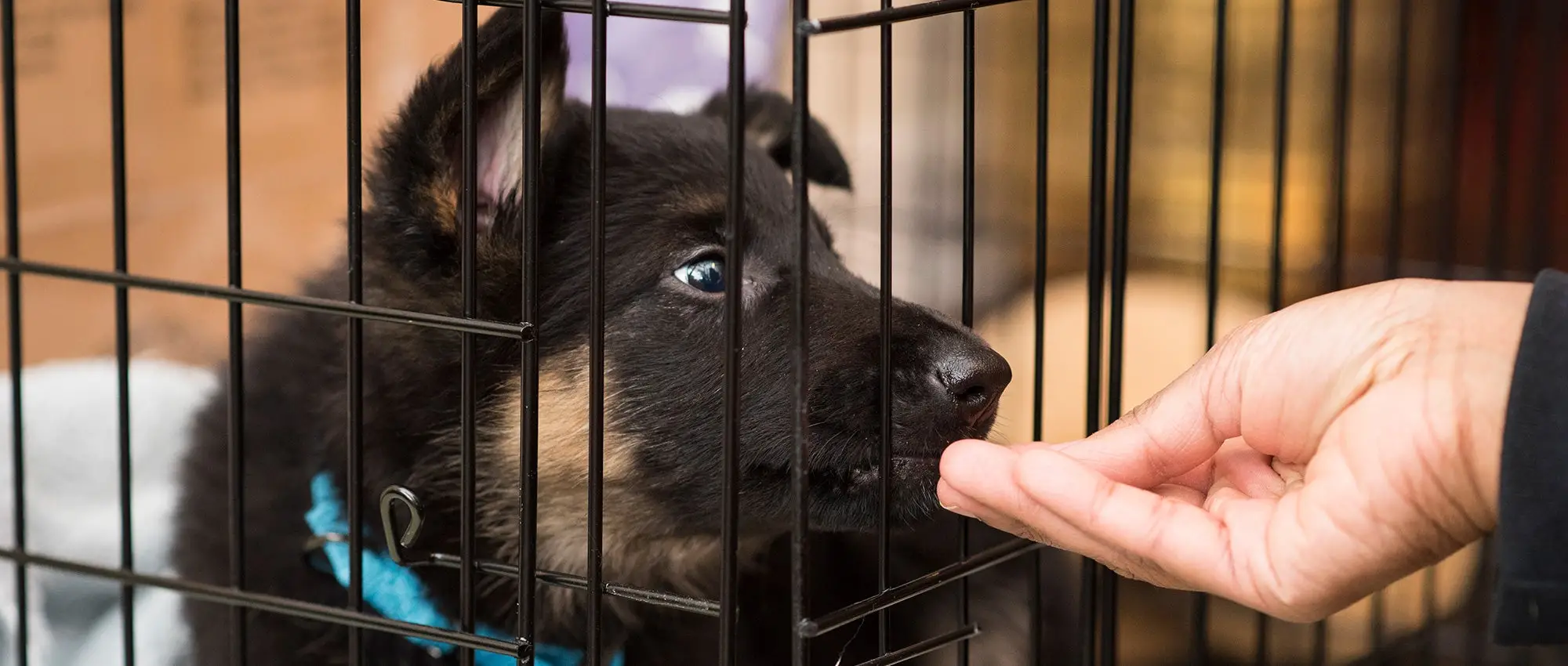 Basic Training for Dogs and Puppies A Foundation for a Harmonious Relationship