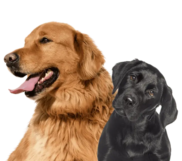 Basic Training for Dogs and Puppies A Foundation for a Harmonious Relationship