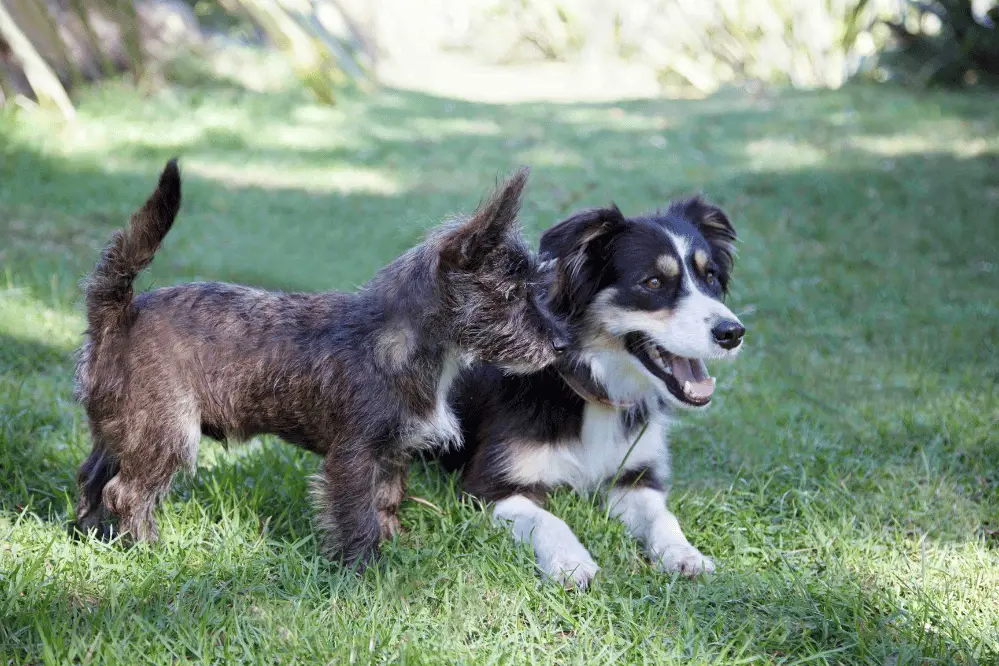 Basic Training for Dogs and Puppies A Foundation for a Harmonious Relationship