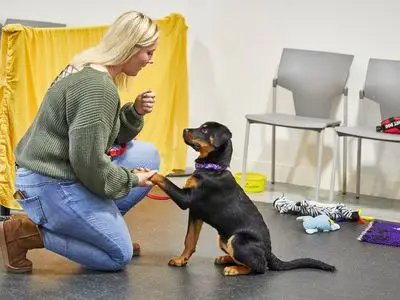 Basic Training for Dogs and Puppies A Foundation for a Harmonious Relationship