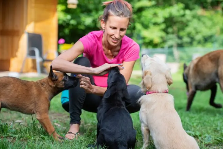 Basic Training for Dogs and Puppies A Foundation for a Harmonious Relationship