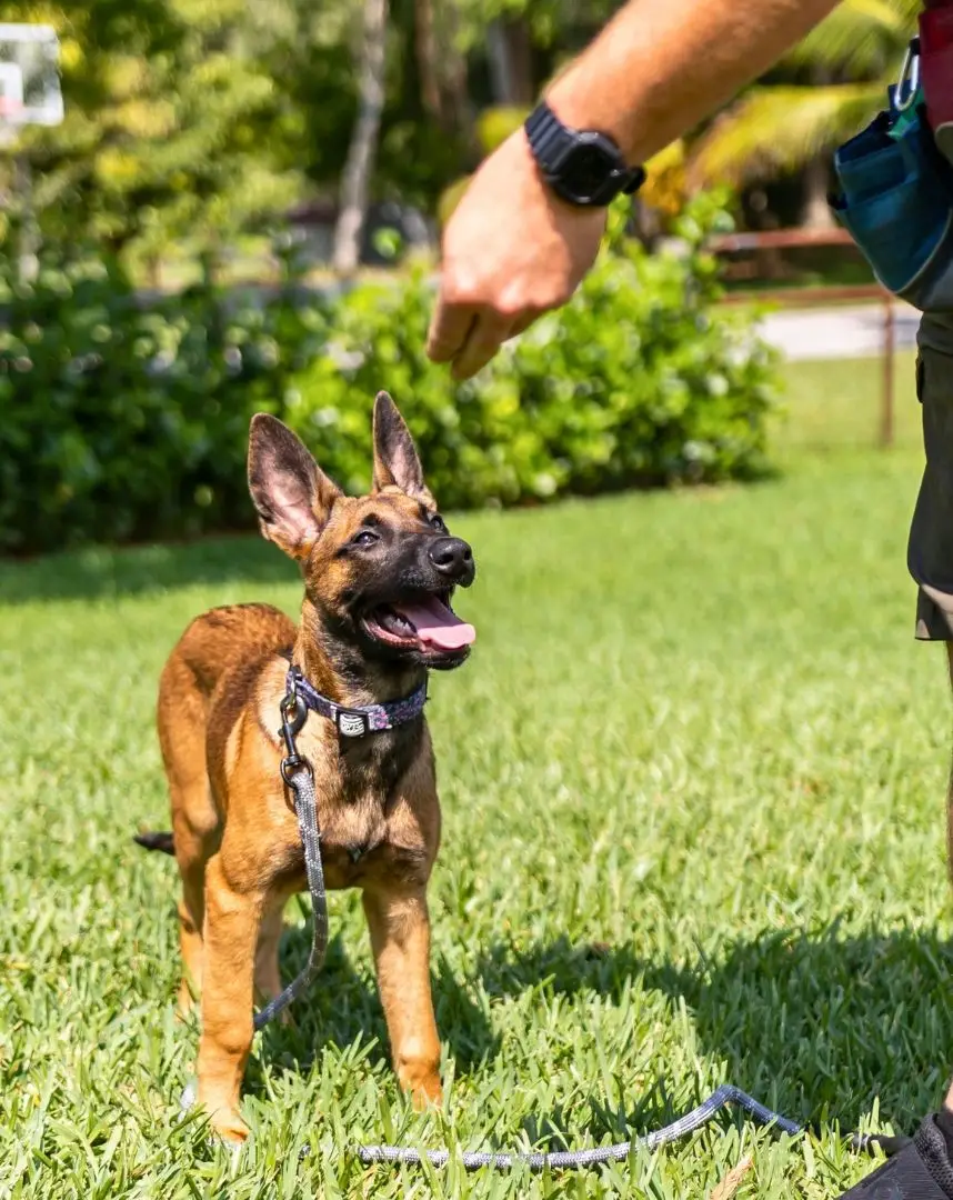 Commands to Teach Your Dog