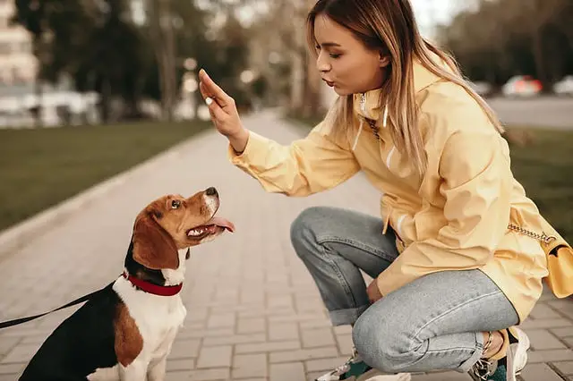 Commands to Teach Your Dog