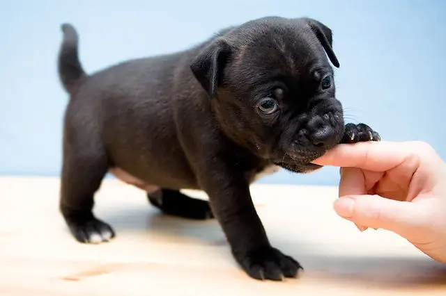 Commands to Teach Your Dog