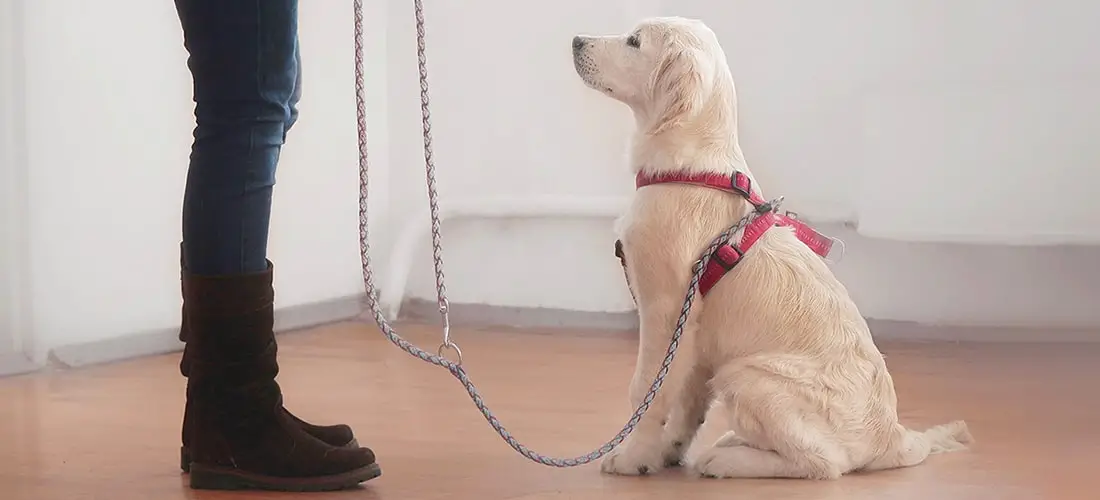 Commands to Teach Your Dog