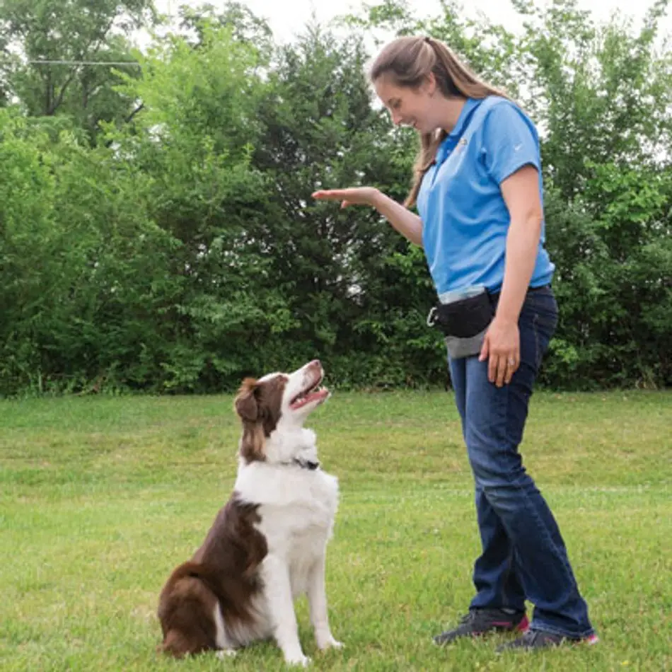 Commands to Teach Your Dog