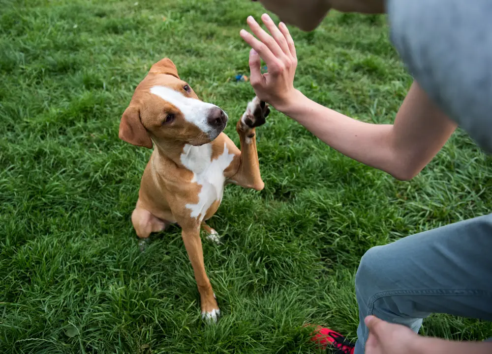 Commands to Teach Your Dog