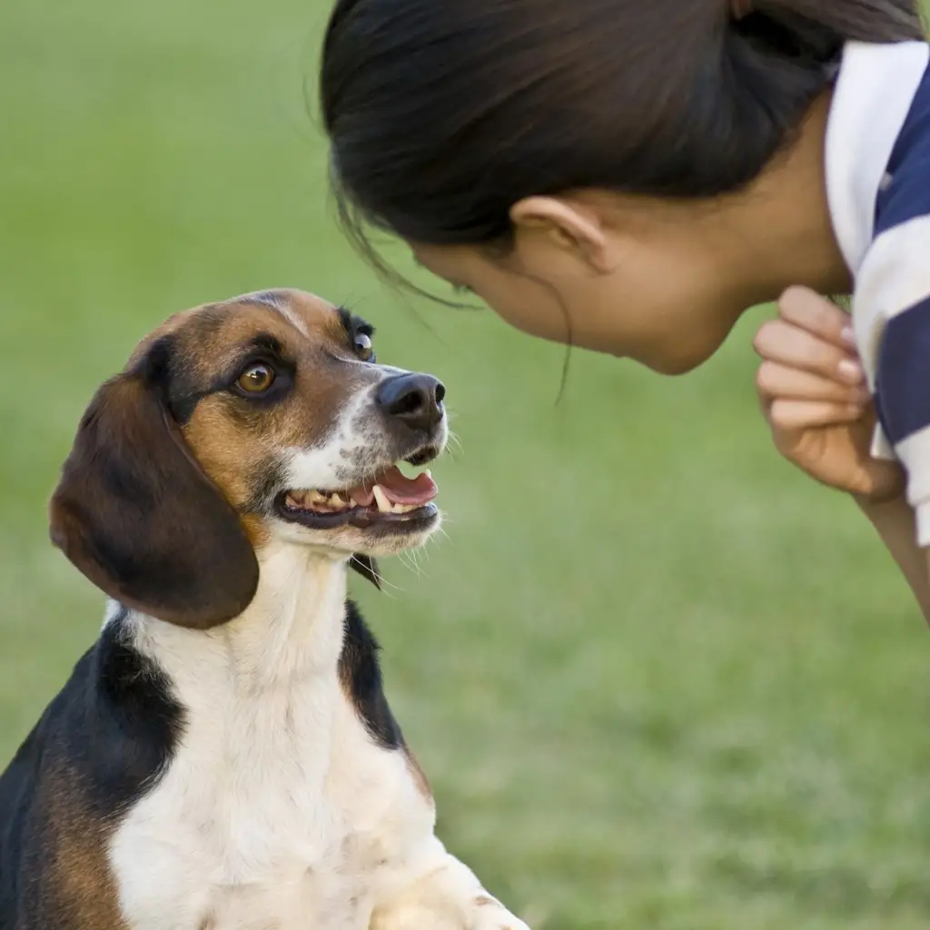 Commands to Teach Your Dog