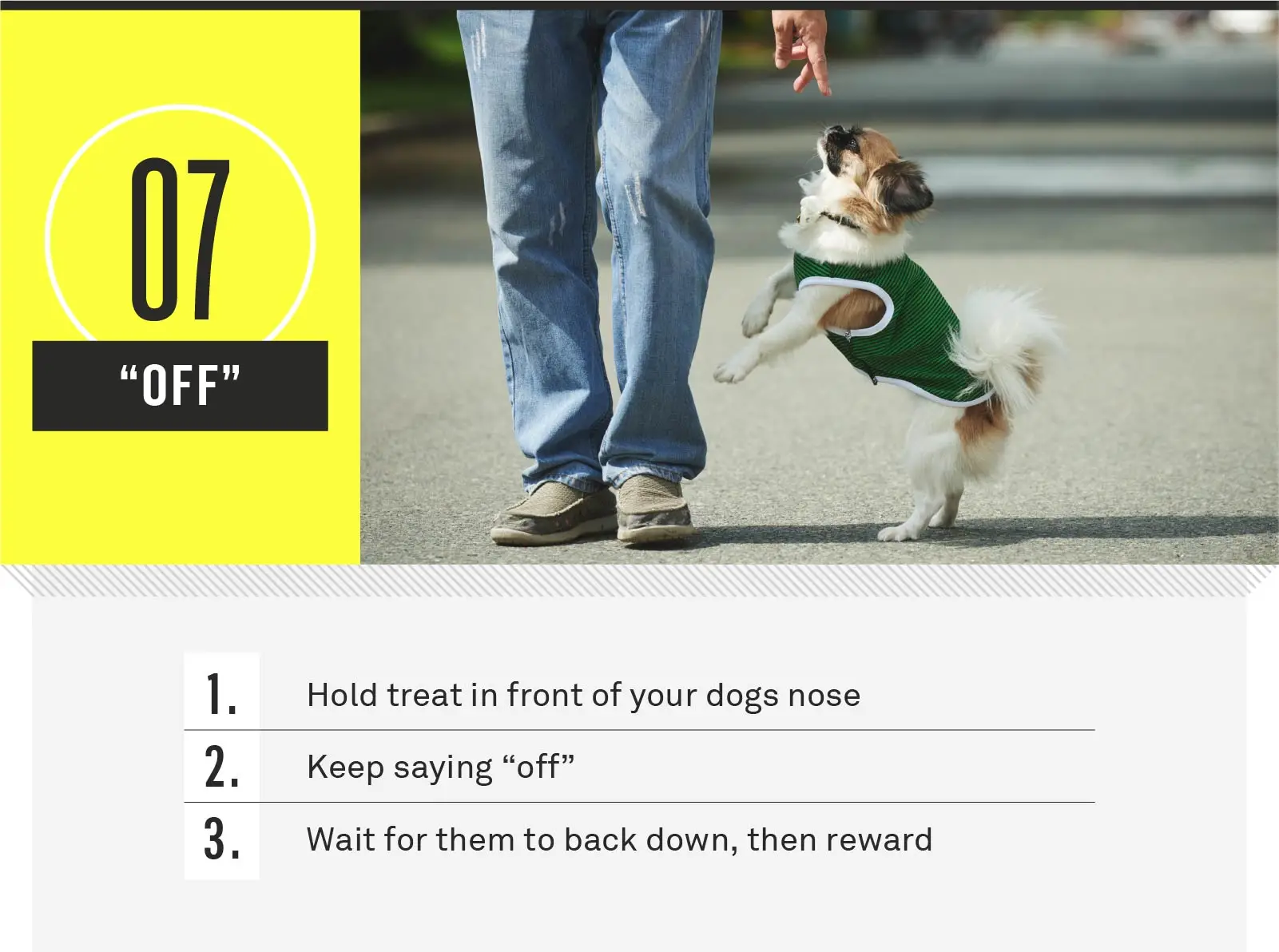 Commands to Teach Your Dog