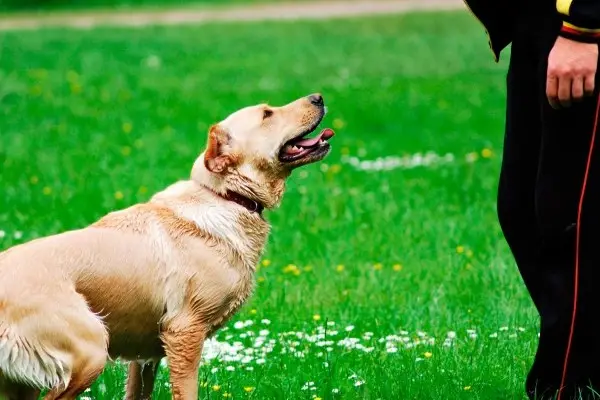 Commands to Teach Your Dog