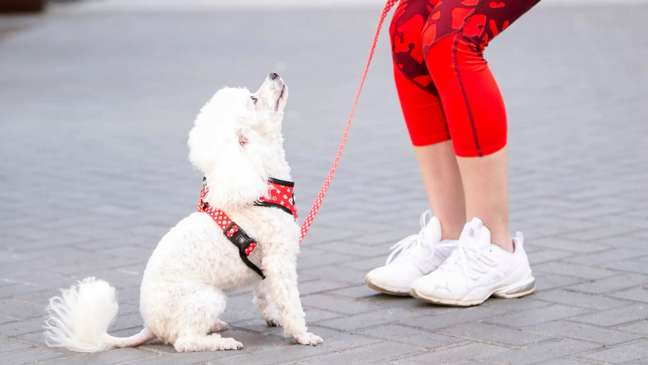 Commands to Teach Your Dog