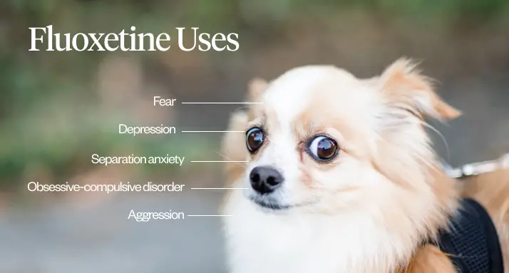 Obsessive Compulsive Disorder in Dogs Understanding a Silent Struggle