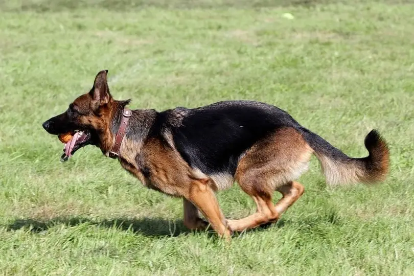 Obsessive Compulsive Disorder in Dogs Understanding a Silent Struggle