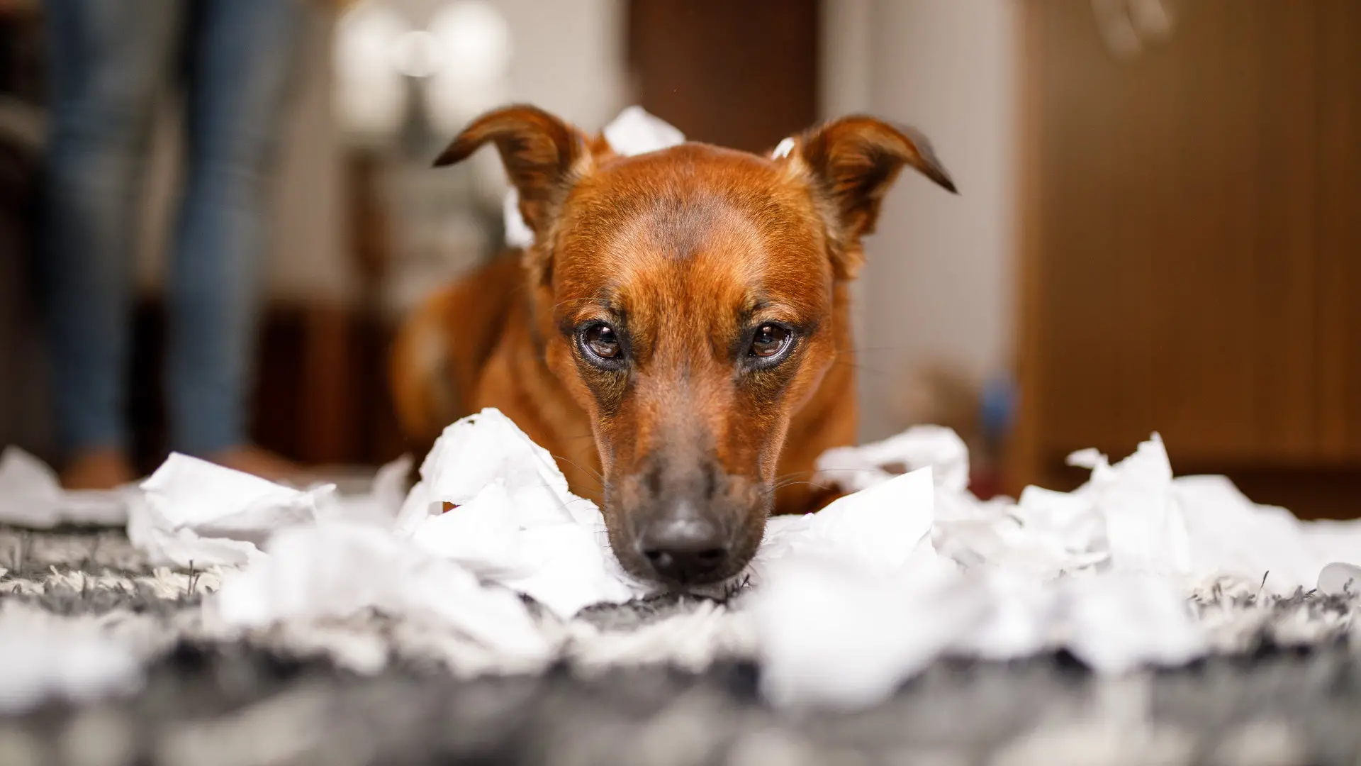 Obsessive Compulsive Disorder in Dogs Understanding a Silent Struggle