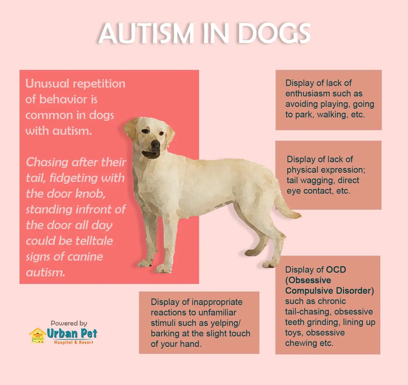 Obsessive Compulsive Disorder in Dogs Understanding a Silent Struggle
