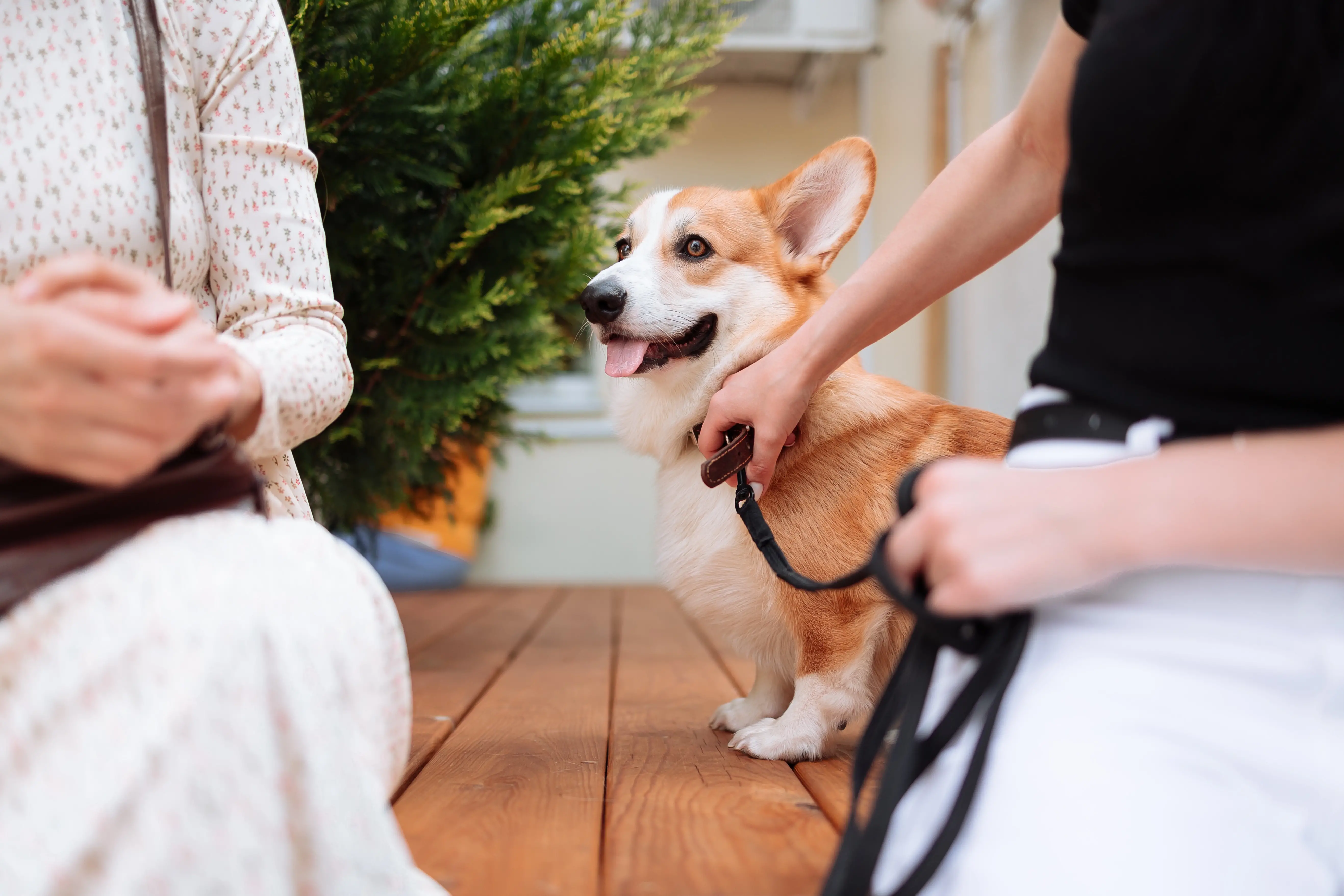 Obsessive Compulsive Disorder in Dogs Understanding a Silent Struggle