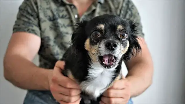Fear Based Aggression in Dogs: Understanding Causes and Effective Solutions