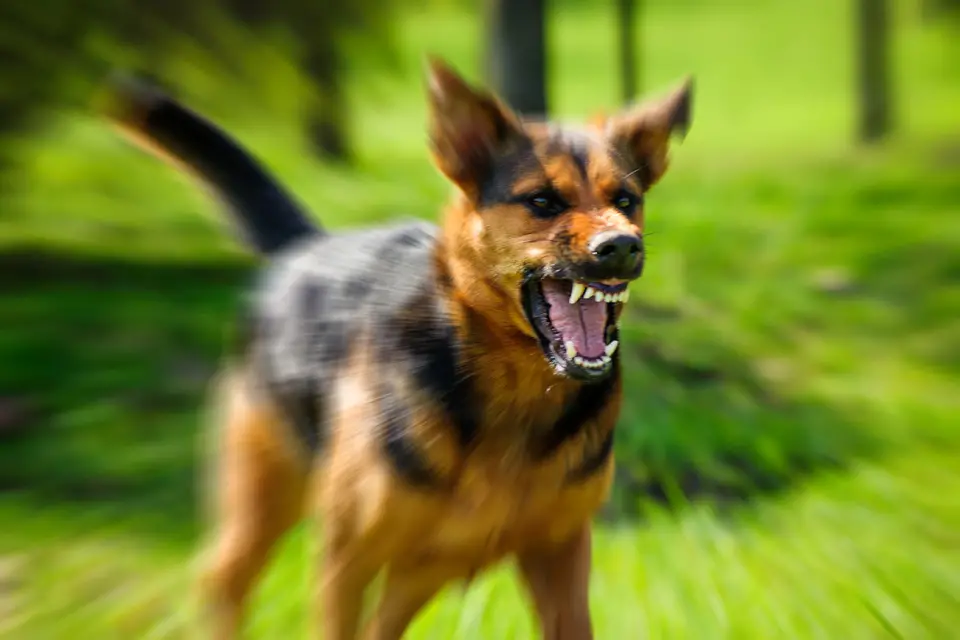 Fear Based Aggression in Dogs: Understanding Causes and Effective Solutions