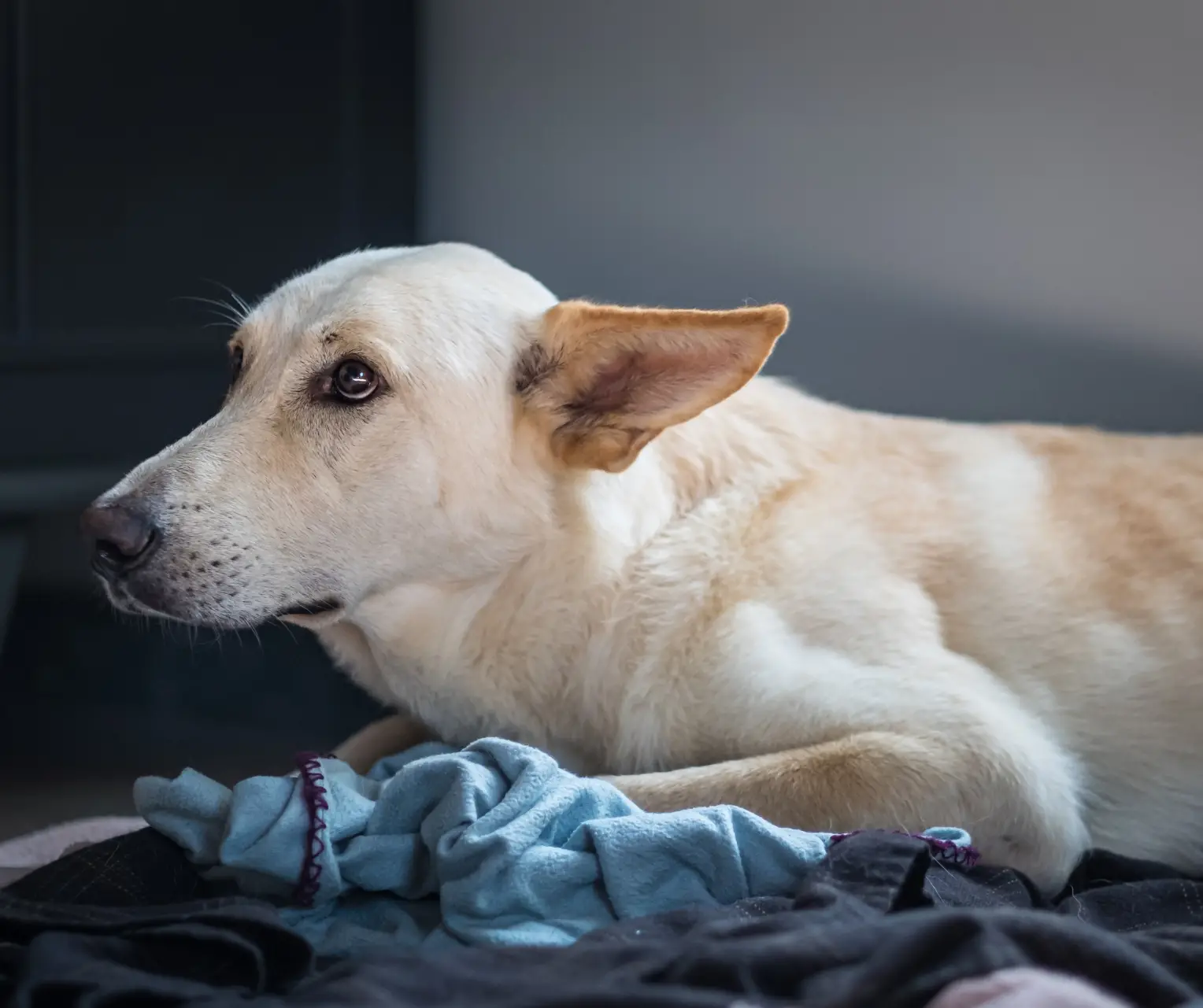 Fear Based Aggression in Dogs: Understanding Causes and Effective Solutions