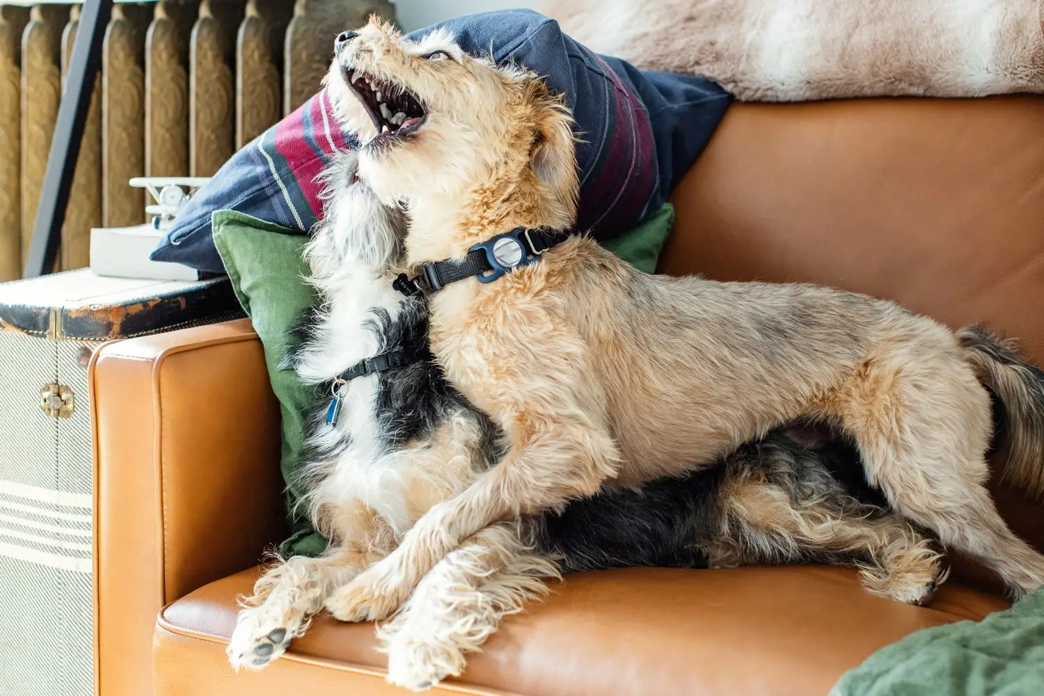 Fear Based Aggression in Dogs: Understanding Causes and Effective Solutions
