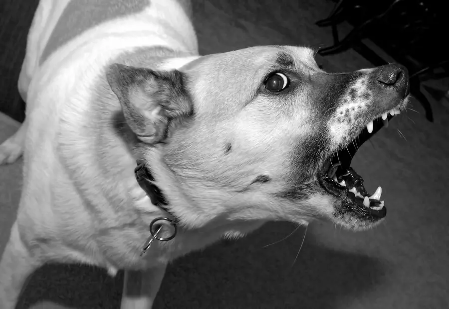 Fear Based Aggression in Dogs: Understanding Causes and Effective Solutions