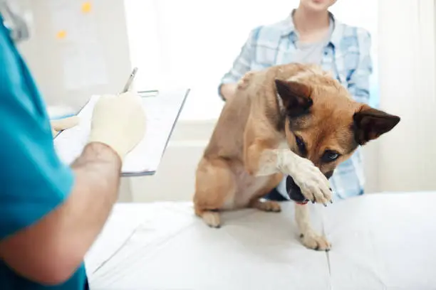 Fear Based Aggression in Dogs: Understanding Causes and Effective Solutions