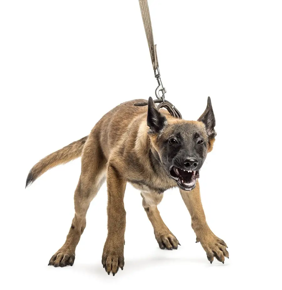 Fear Based Aggression in Dogs: Understanding Causes and Effective Solutions
