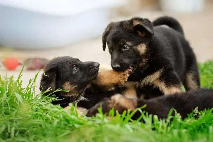 Fear Based Aggression in Dogs: Understanding Causes and Effective Solutions