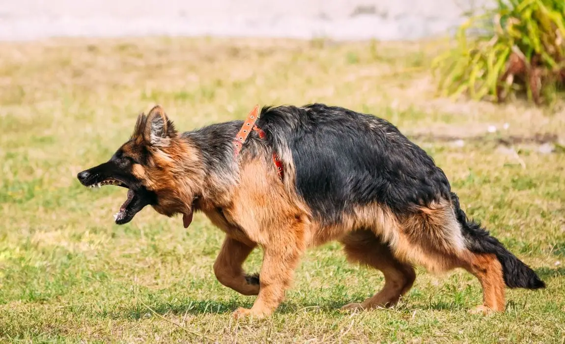 Fear Based Aggression in Dogs: Understanding Causes and Effective Solutions
