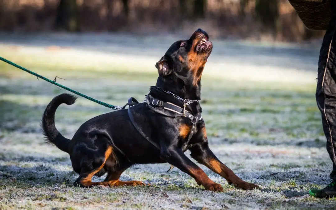 Fear Based Aggression in Dogs: Understanding Causes and Effective Solutions