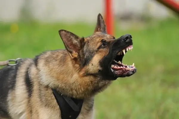 Fear Based Aggression in Dogs: Understanding Causes and Effective Solutions