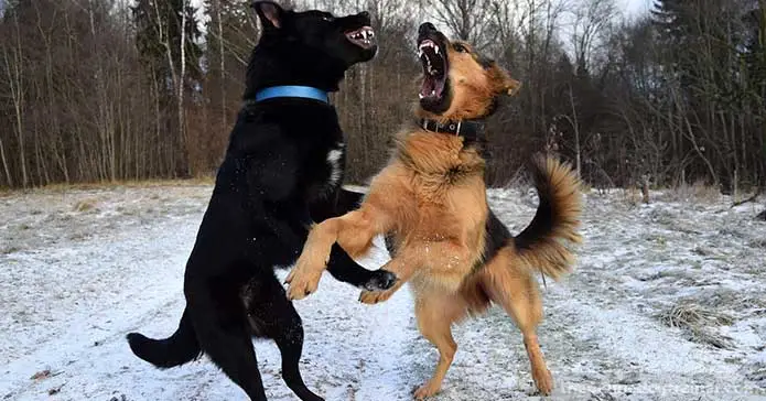Fear Based Aggression in Dogs: Understanding Causes and Effective Solutions